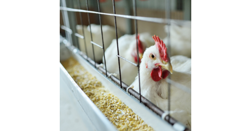 Influence dai uciei in Friûl-Vignesie Julie: racomandazions gjenerâls 