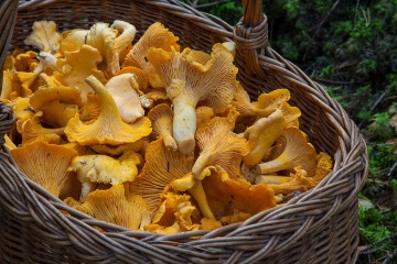 Funghi