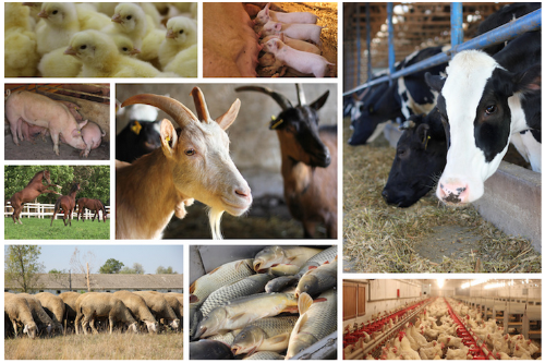 Arlevaments ordenaris/comerciâls (no familiârs): gnove procedure di domande di regjistrazion telematiche midiant dal portâl SUAP