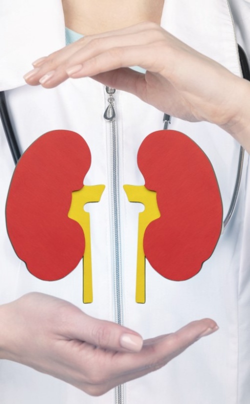 Ledvice: njihova funkcija, bolezni, zdravljenje in presaditev