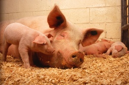 Hauschlachtung von Schweinen für Familiengebrauch: Kampagne 2022-2023